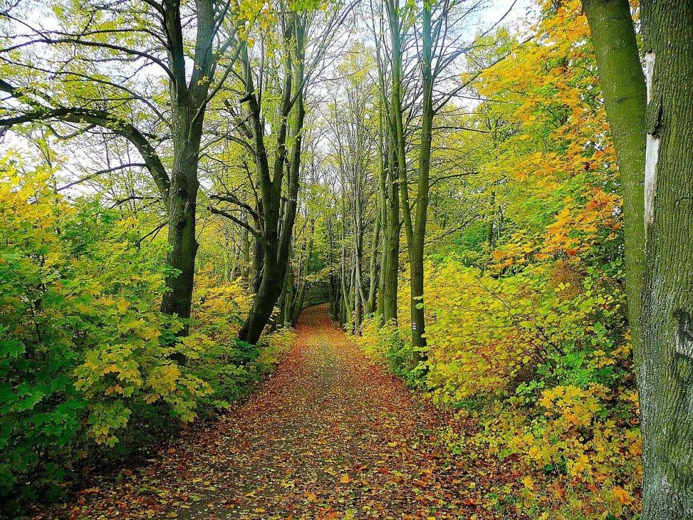 foret+-+arbre+-+debardage-travaux-forestiers-courpalay-1280w