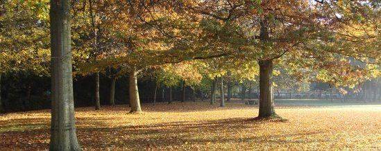 foret+-+arbre-1280w